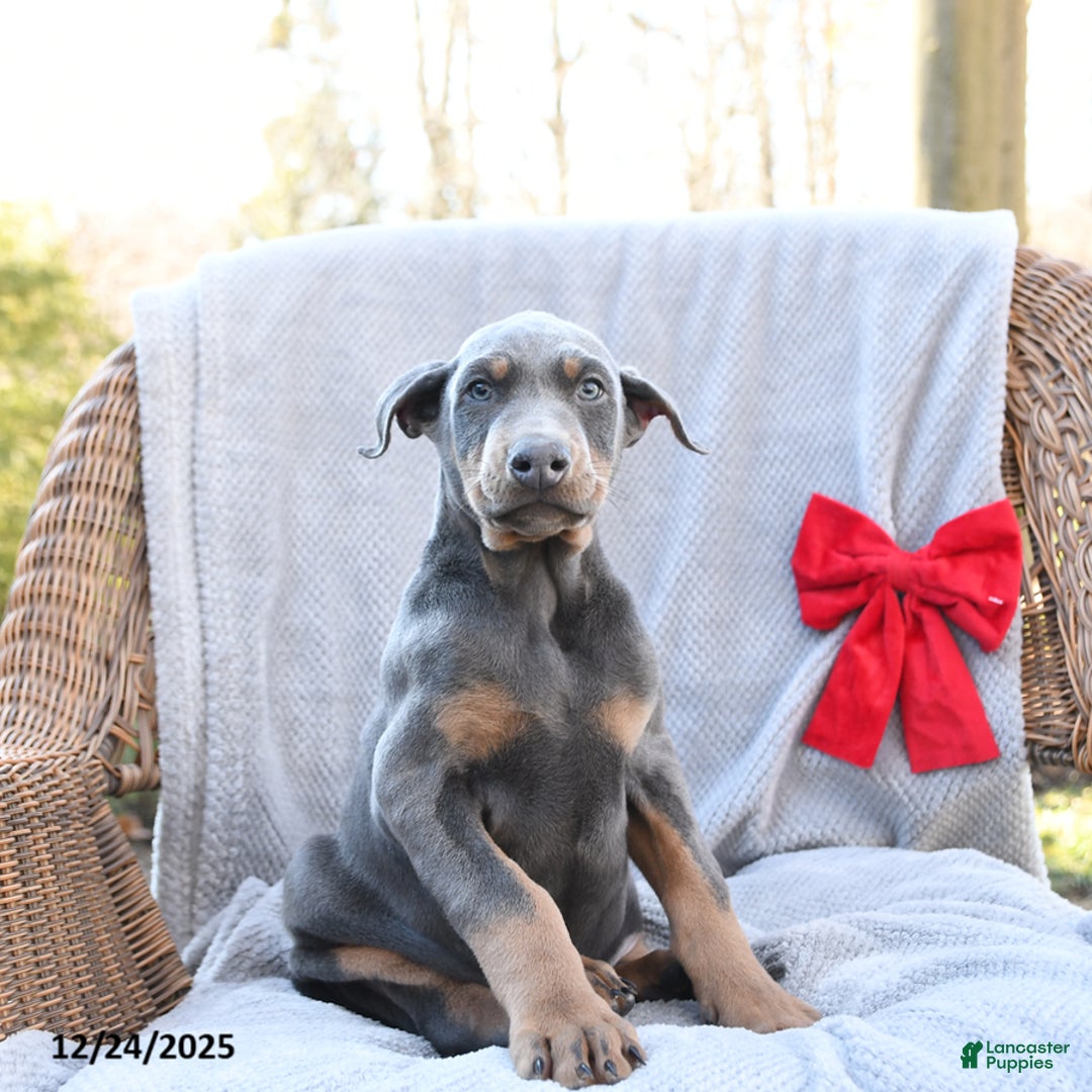 Doberman Pinscher dogs for sale: Little Blue - Ad 4