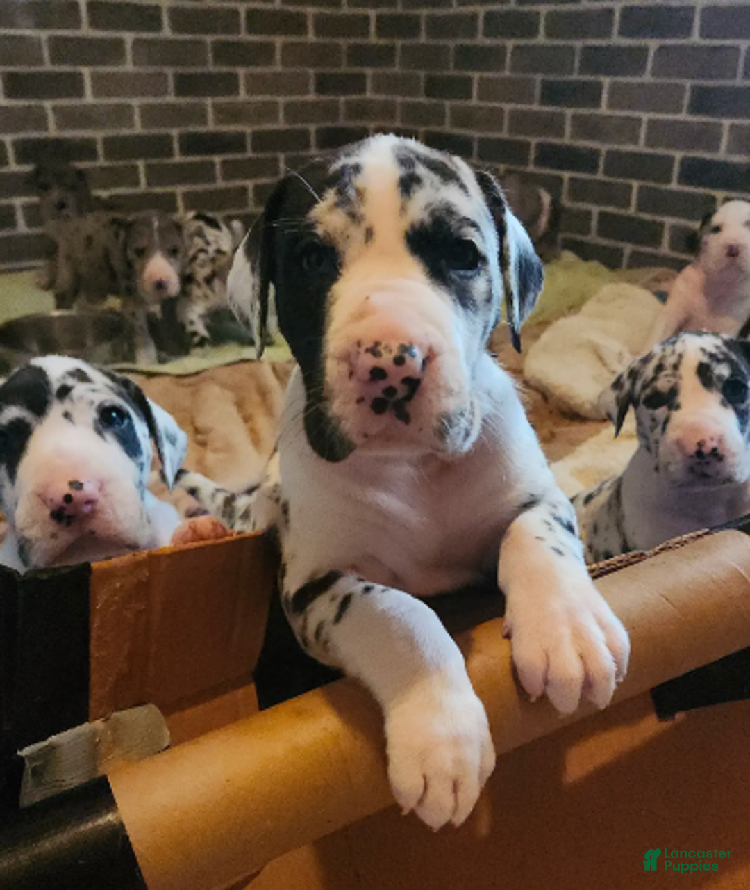 Great Dane dogs for sale: TOP QUALITY EURO - Ad 6