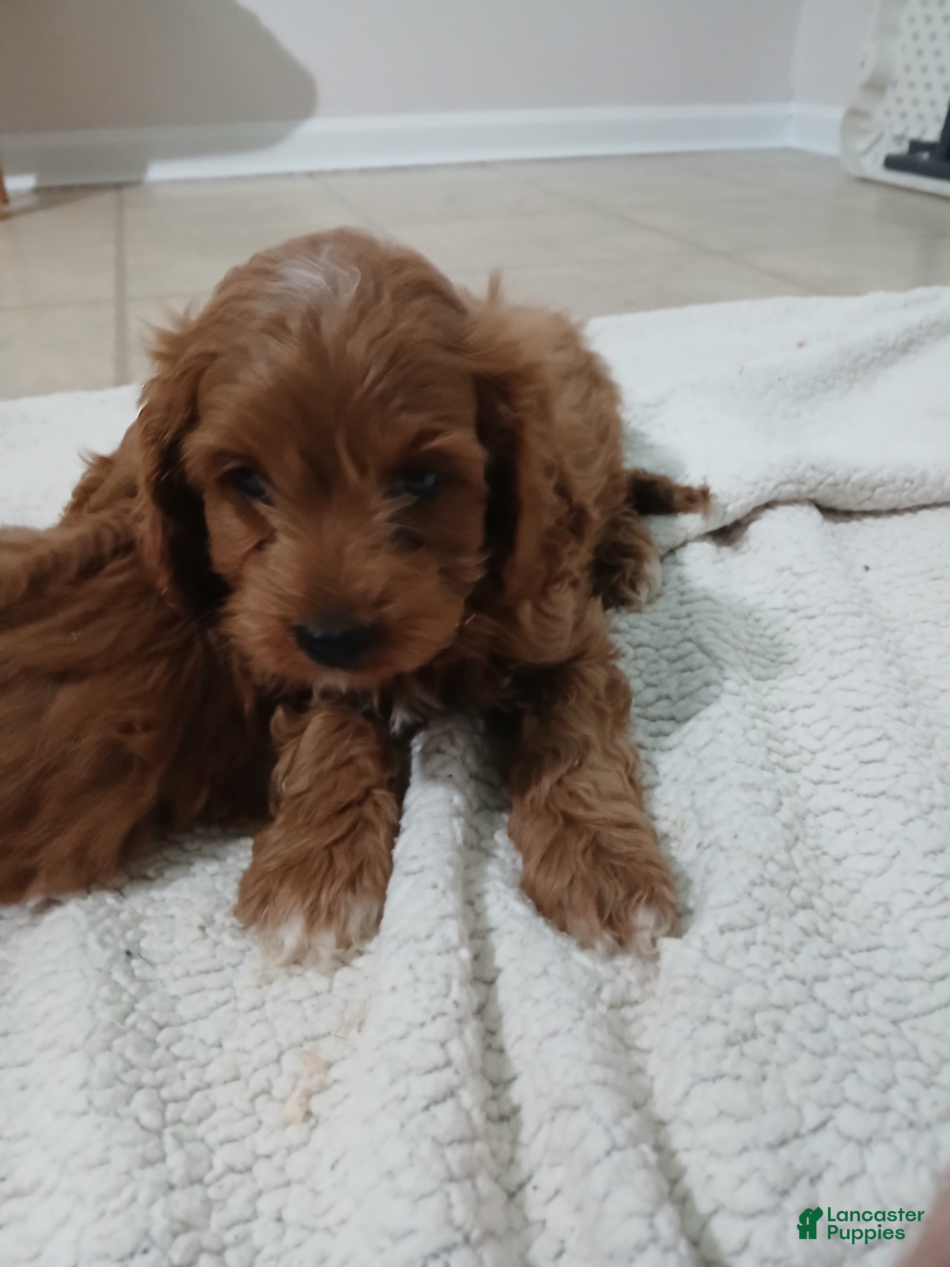 Cavapoo dogs for sale: Daulton - Ad 2