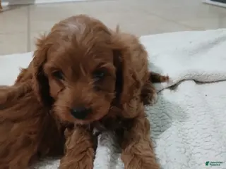 Cavapoo dogs for sale: Daulton - Ad 2