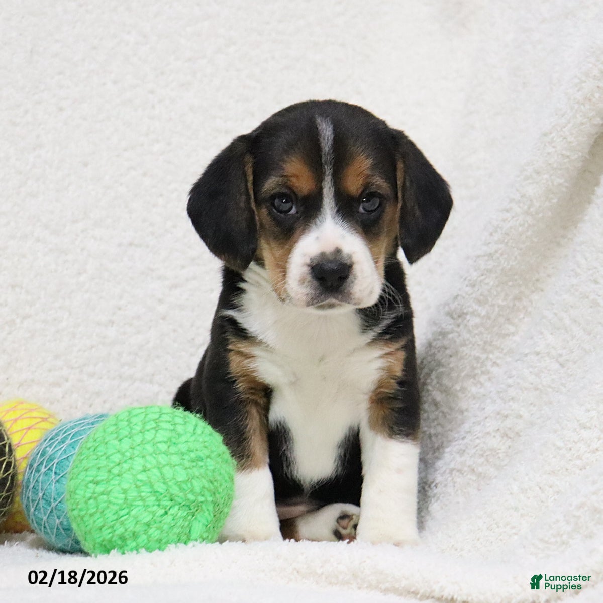 Beagle dogs Nikki - Ad 1