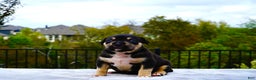 American Bully dogs for sale: American Bully XL Black Tri Female - Ad 1