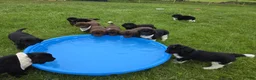 Newfoundland dogs for sale: Hero - Ad 2