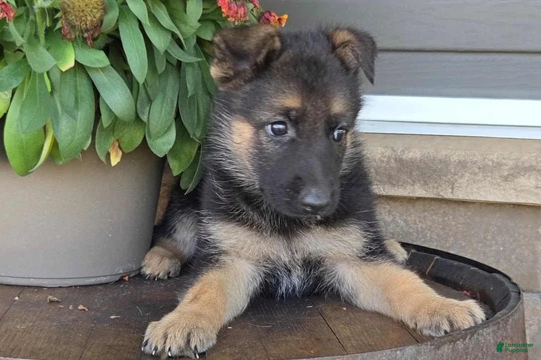 German Shepherd dogs for sale: Amelia - Ad 2