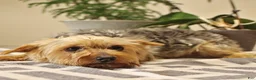 Yorkshire Terrier dogs for sale: Kayla - Ad 7
