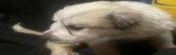 Great Pyrenees dogs for sale: Duke - Ad 4