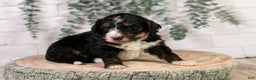 Bernedoodle dogs for sale: Hockey - Ad 6