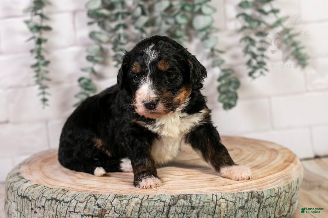 Bernedoodle dogs for sale: Hockey - Ad 6