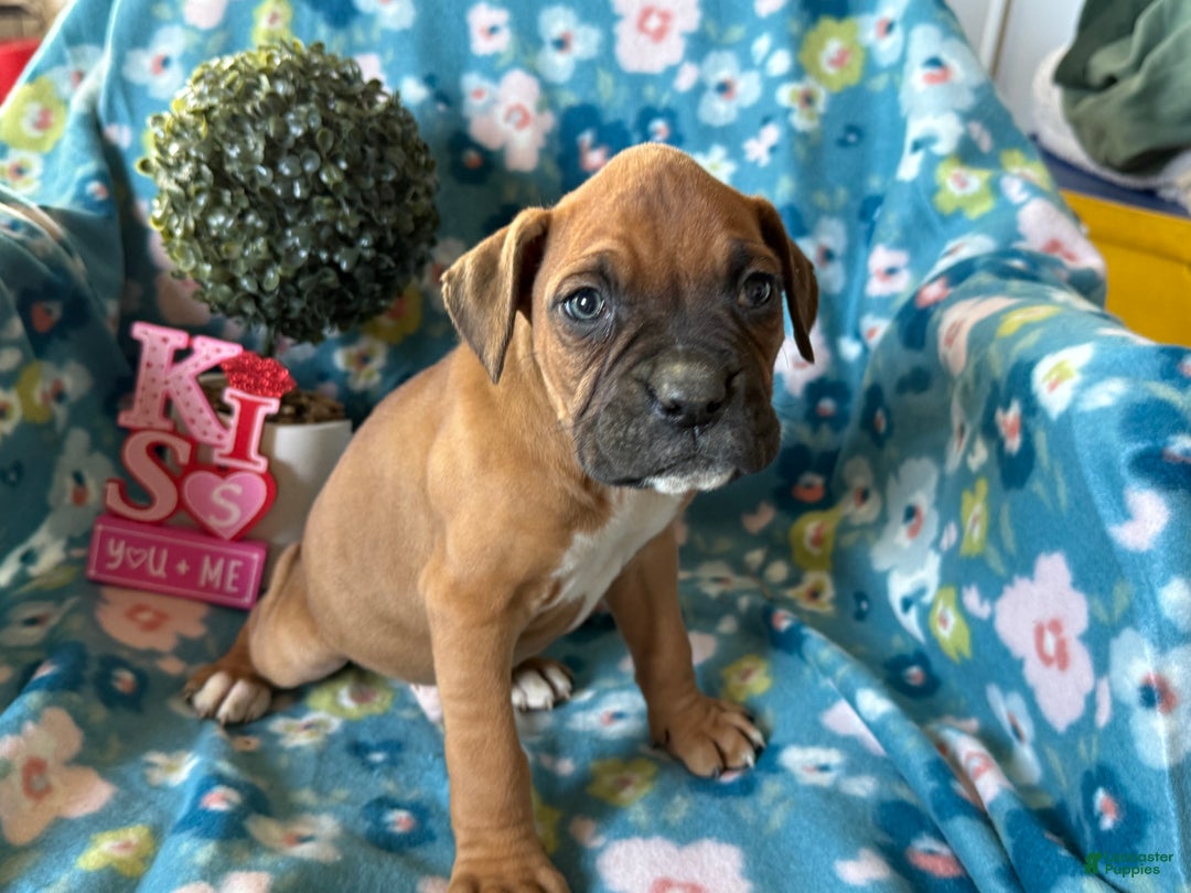 Boxer dogs for sale: Clover  - Ad 2