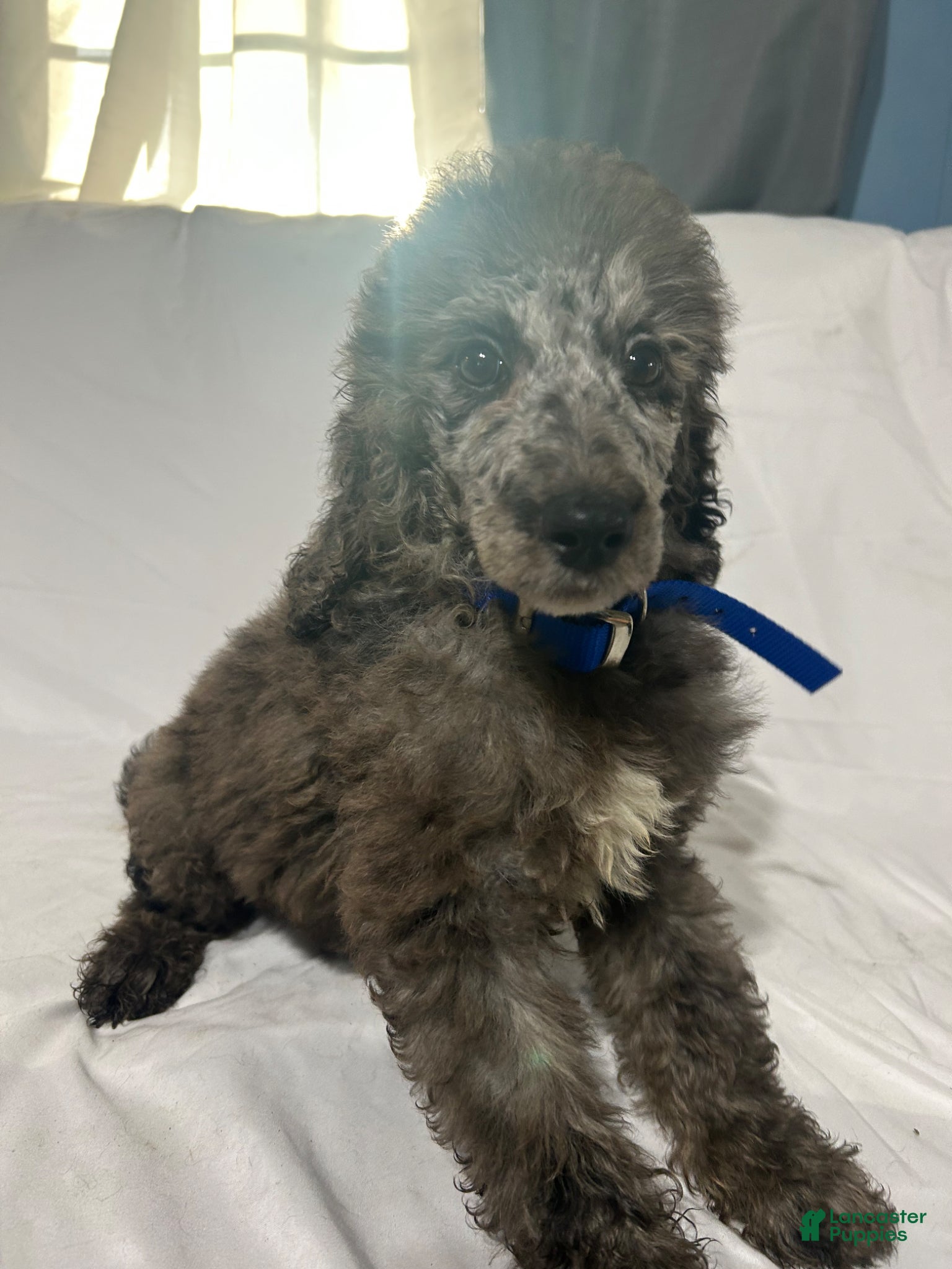 Standard Poodle dogs Standard Poodle Puppy 5 - Ad 1