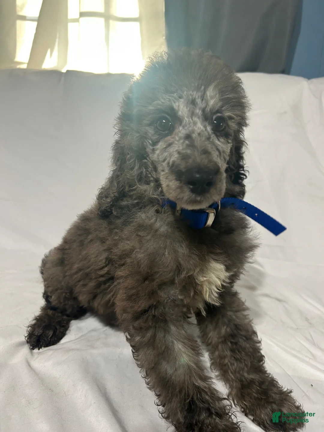 Standard Poodle dogs for sale: Standard Poodle Puppy 5 - Ad 1