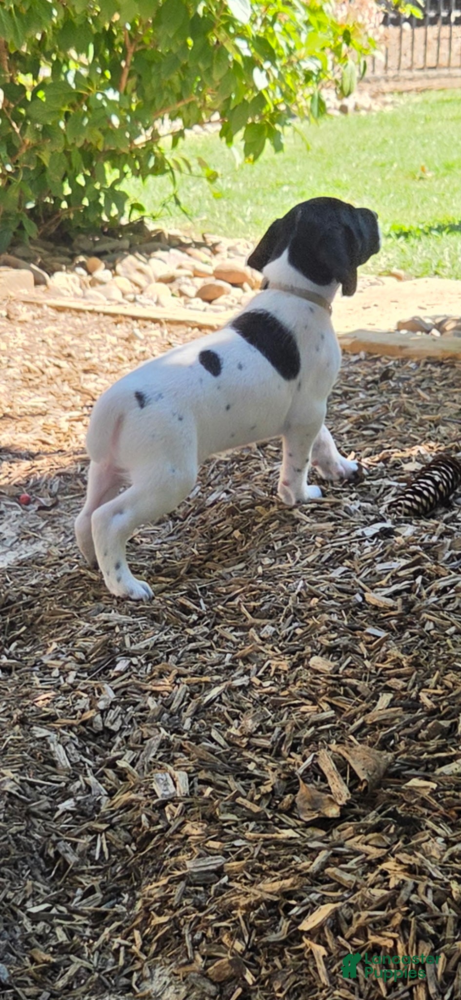 German Shorthaired Pointer dogs Gus  - Ad 2