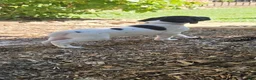 German Shorthaired Pointer dogs for sale: Gus  - Ad 2