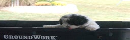 Miniature Poodle dogs for sale: Miniature Poodle Puppy 7 Andy - Ad 4