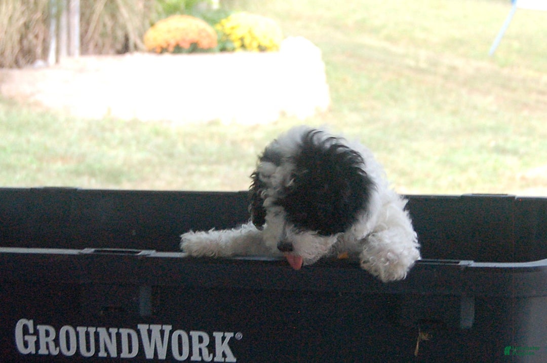 Miniature Poodle dogs for sale: Miniature Poodle Puppy 7 Andy - Ad 4