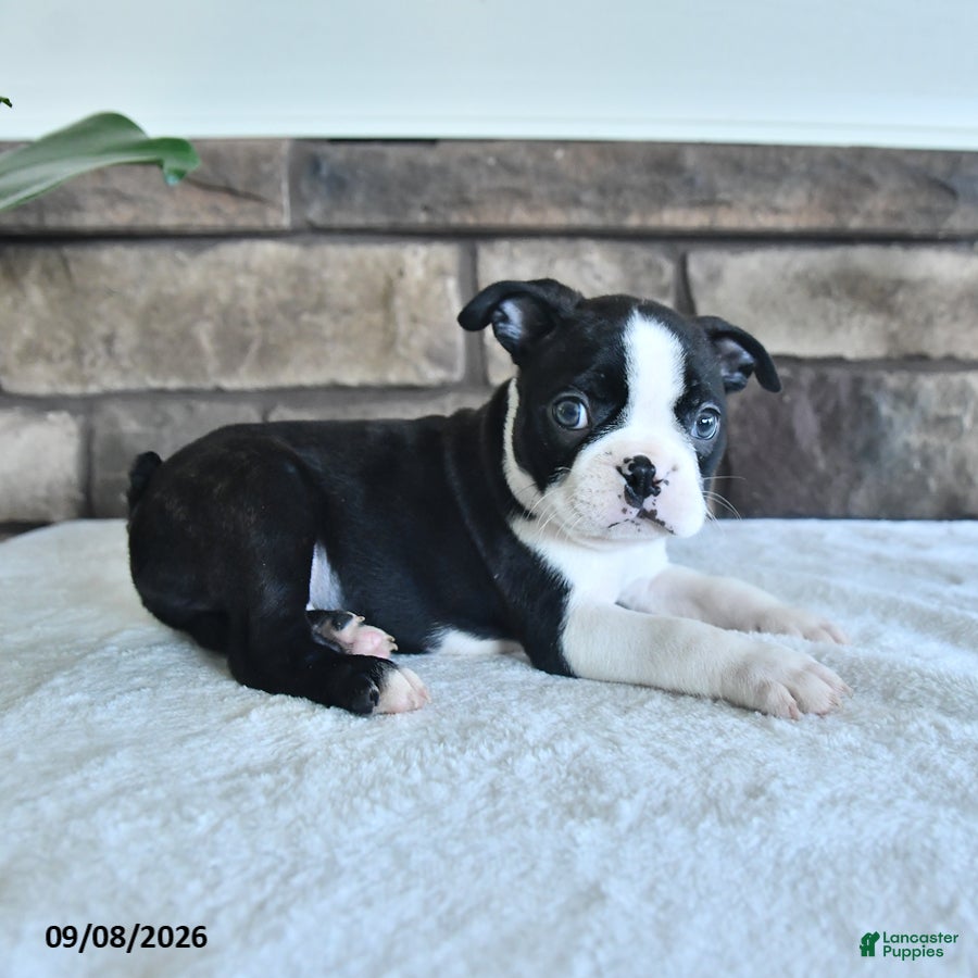 Boston Terrier dogs Cane - Ad 2