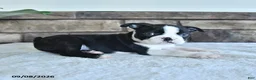 Boston Terrier dogs for sale: Cane - Ad 2