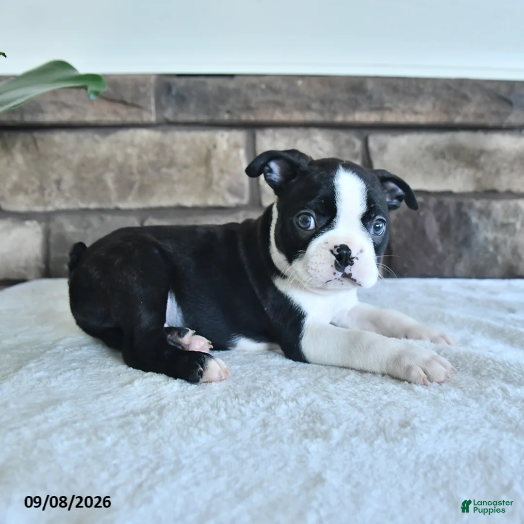 Boston Terrier dogs for sale: Cane - Ad 2