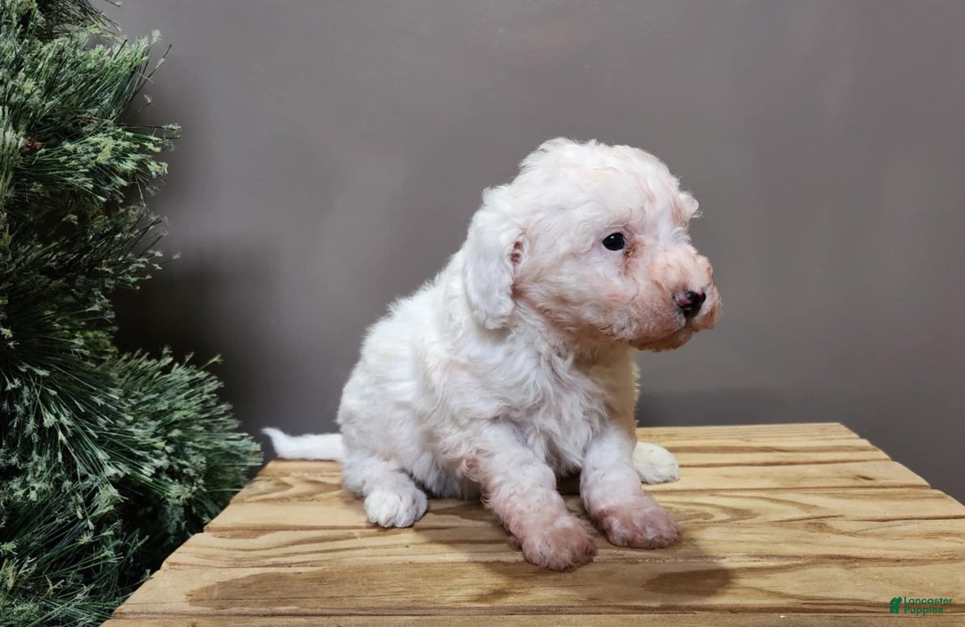 Mini Bernedoodle dogs for sale: Rudolph - Ad 14