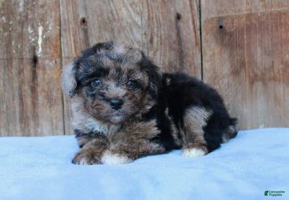 Australian Shepherd dogs Aspen - Ad 2