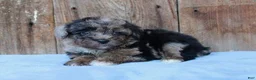 Australian Shepherd dogs for sale: Aspen - Ad 2