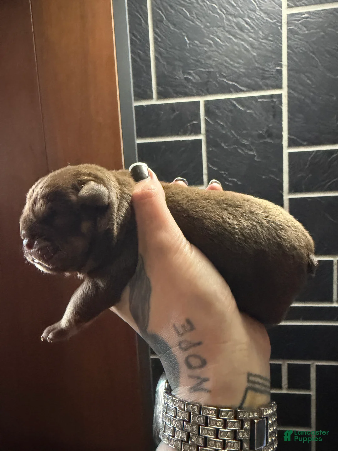 English Bulldog dogs for sale: Chocolate Full suit male - Ad 1