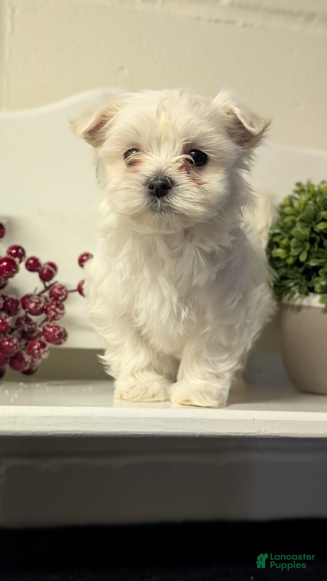 Maltese dogs for sale: Bridget - Ad 5