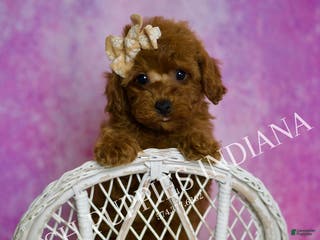 Toy Poodle dogs Sunshine - Ad 12