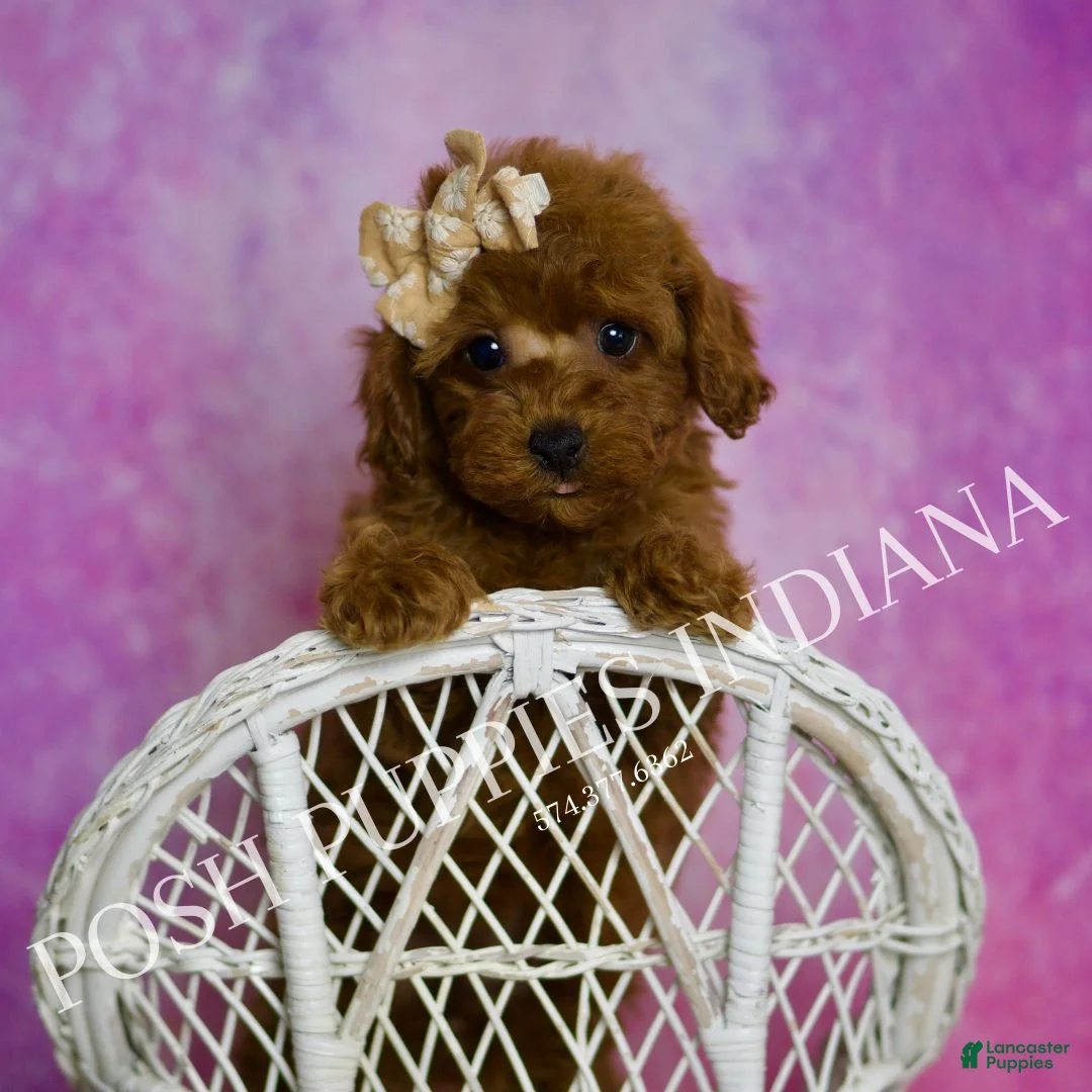 Toy Poodle dogs for sale: Sunshine - Ad 1