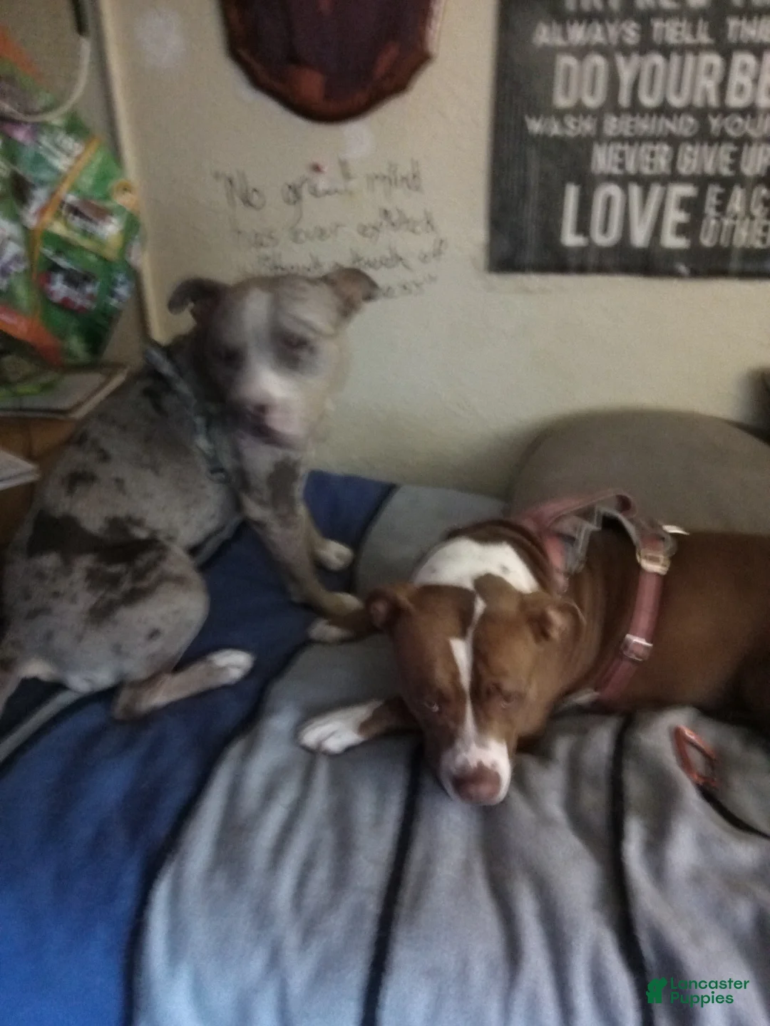 American Staffordshire Terrier dogs for sale: American Staffordshire Terrier 6 - Ad 2