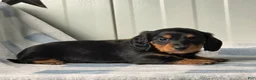 Dachshund dogs for sale: Asher - Ad 3