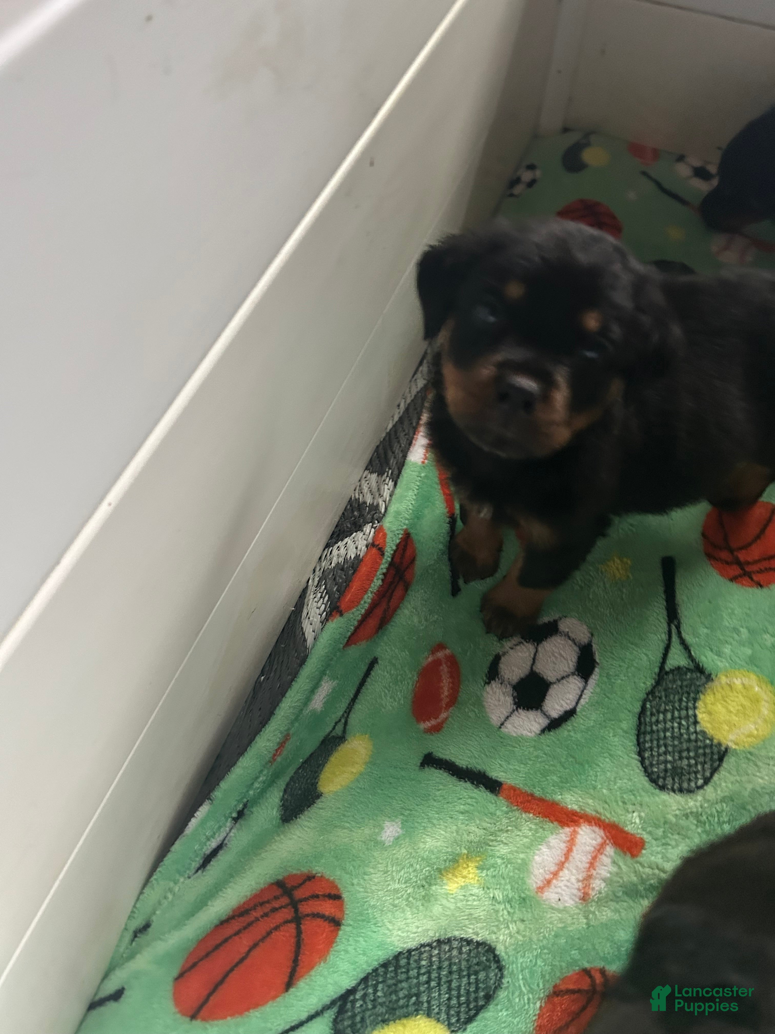 Rottweiler dogs Rottweiler Puppy 2 - Ad 24