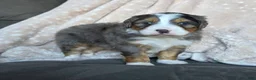 Mini Bernedoodle dogs for sale: Mini Watts  - Ad 4