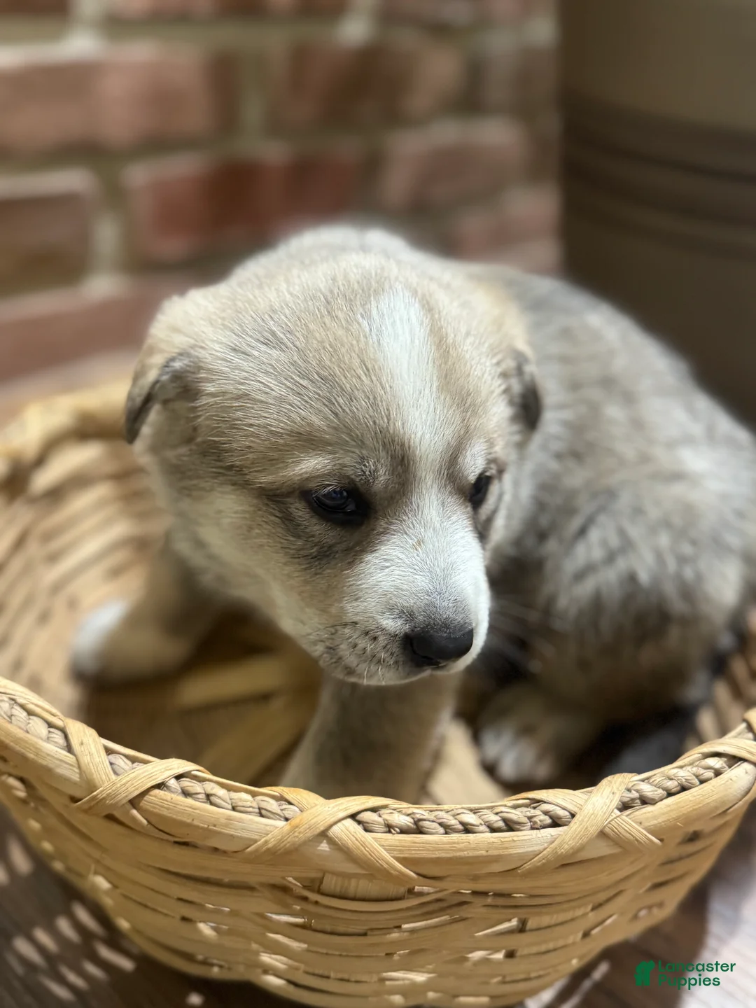 Mixed Breed dogs for sale: Wolfling “Wolfie” - Ad 11