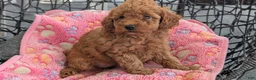 Toy Poodle dogs for sale: Vera  - Ad 10