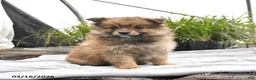 Pomeranian dogs for sale: Dexter - Ad 4