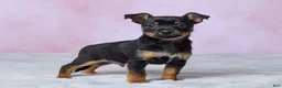 Chihuahua dogs for sale: Trixie - Ad 4