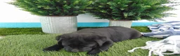 Mixed Breed dogs for sale: Sasha - Ad 4