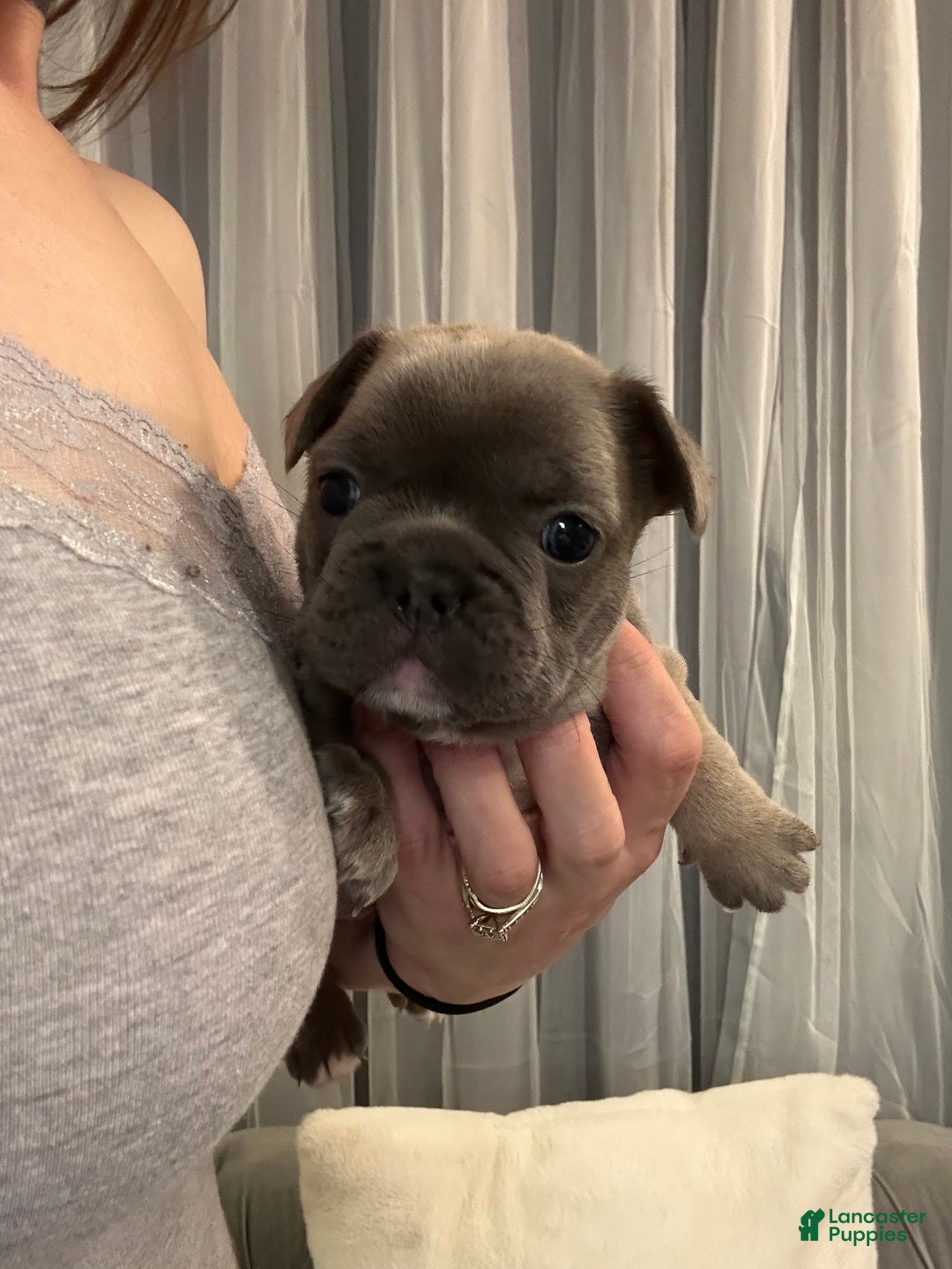 French Bulldog dogs for sale: Georgio - Ad 10
