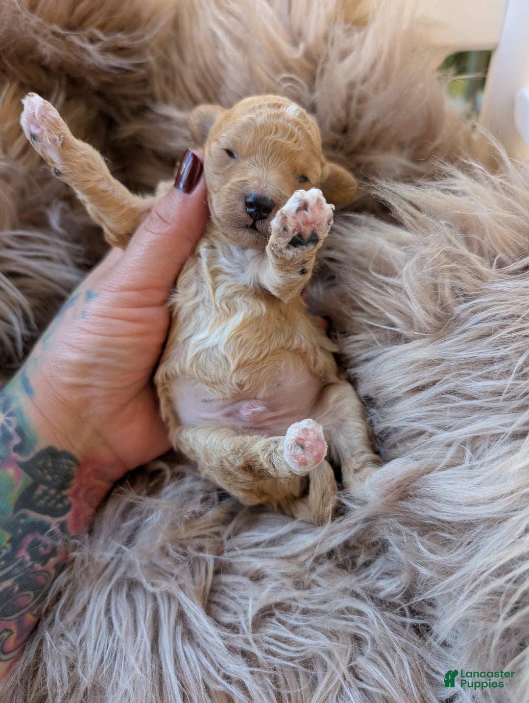 Toy Poodle dogs for sale: HARRY - Ad 4