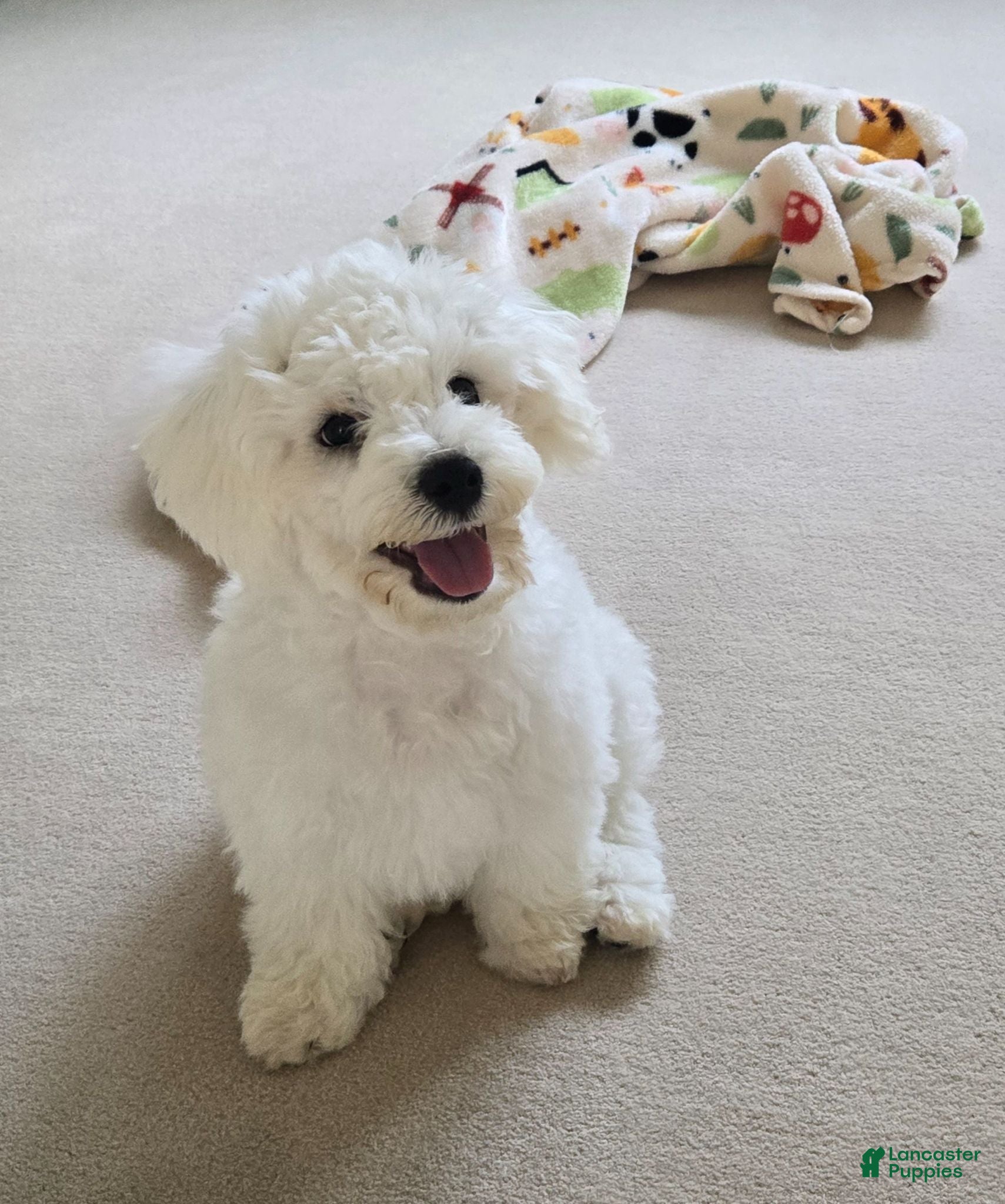 Bichon Frise dogs Bichon Frise 1 - Ad 31