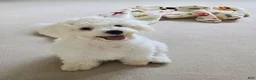 Bichon Frise dogs for sale: Bichon Frise 1 - Ad 1
