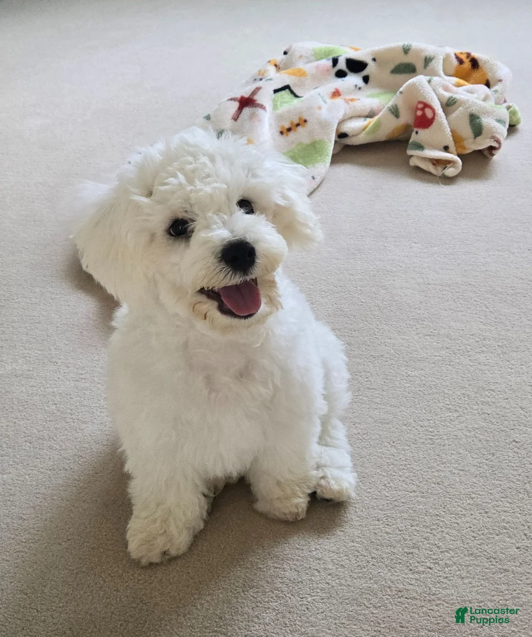 Bichon Frise dogs for sale: Bichon Frise 1 - Ad 1
