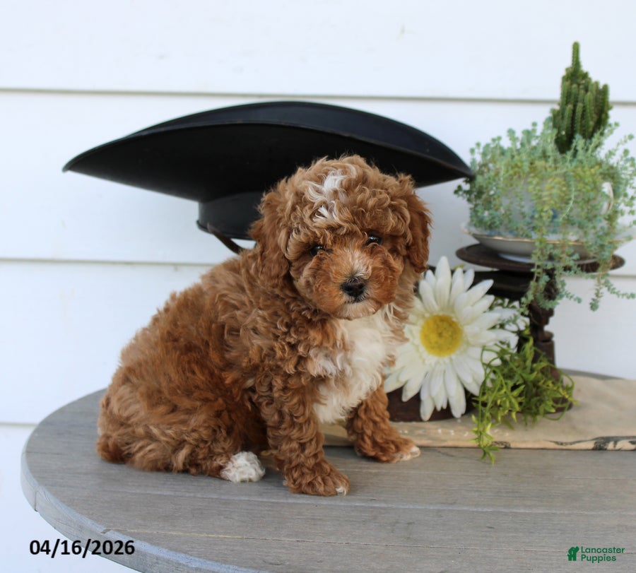 Toy Poodle dogs Pumpkin - Ad 1