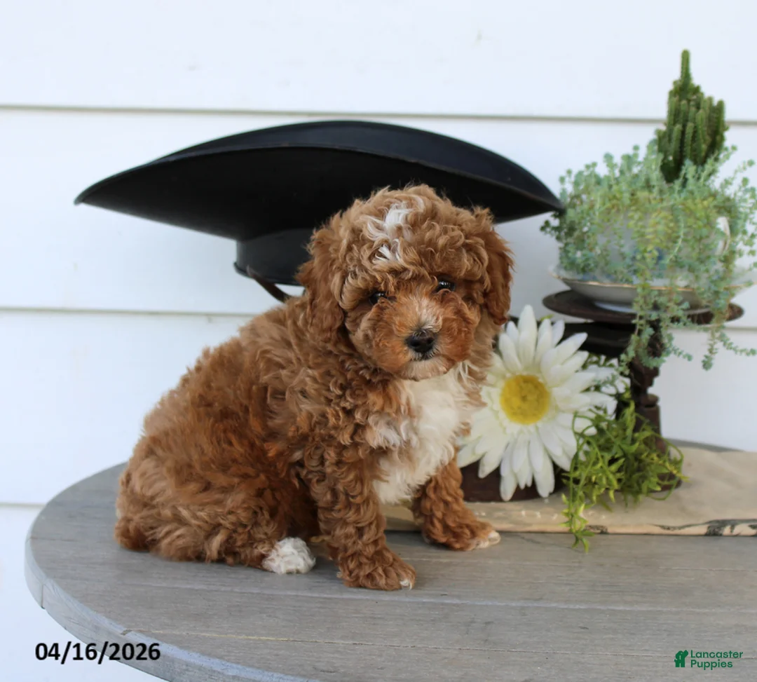 Toy Poodle dogs for sale: Pumpkin - Ad 1