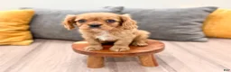Cavalier King Charles Spaniel dogs for sale: Max - Ad 3