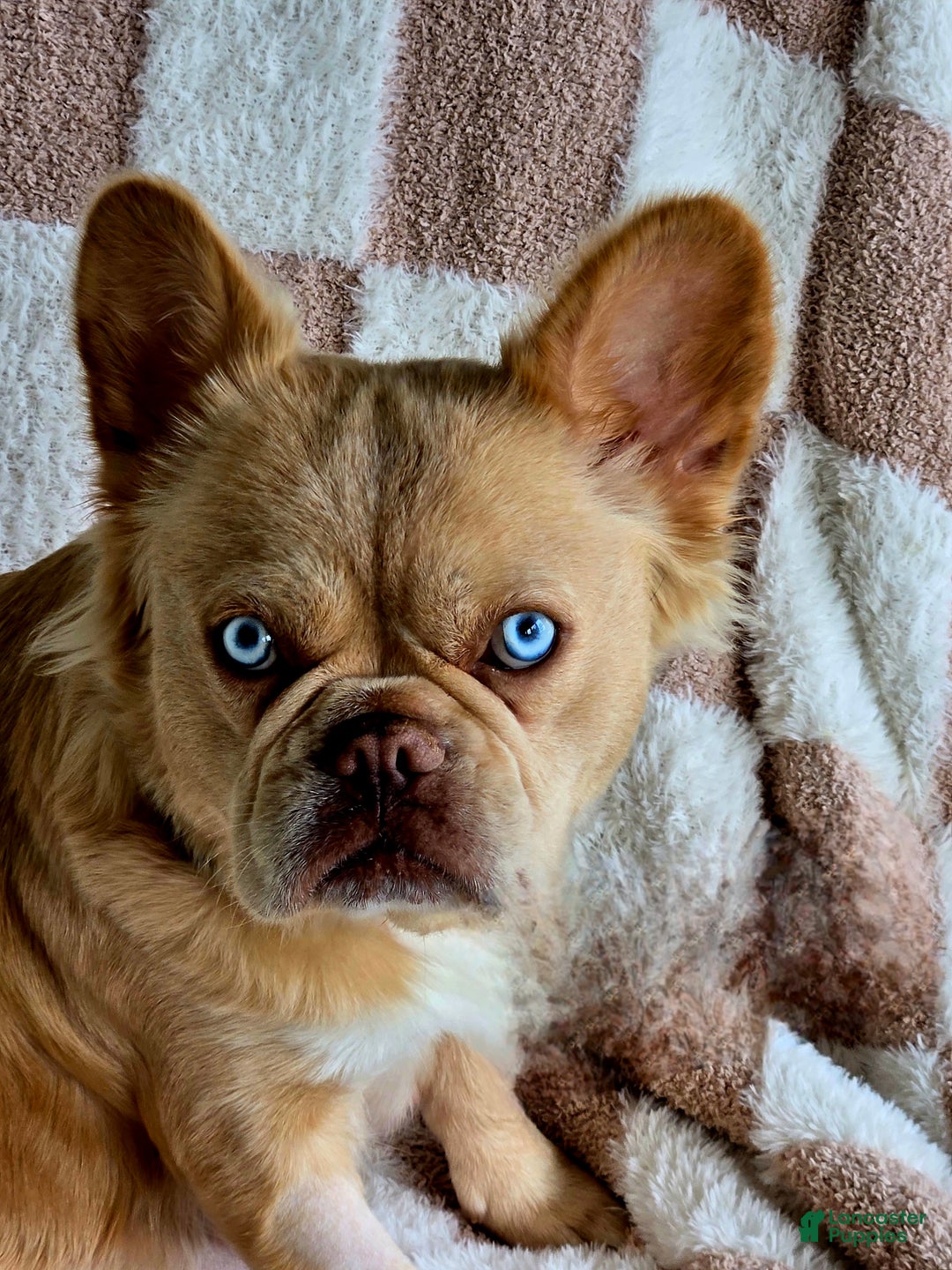 French Bulldog dogs for sale: Zari - Ad 1