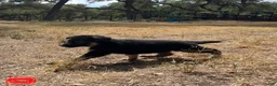 German Shepherd dogs for sale: Red - Ad 2