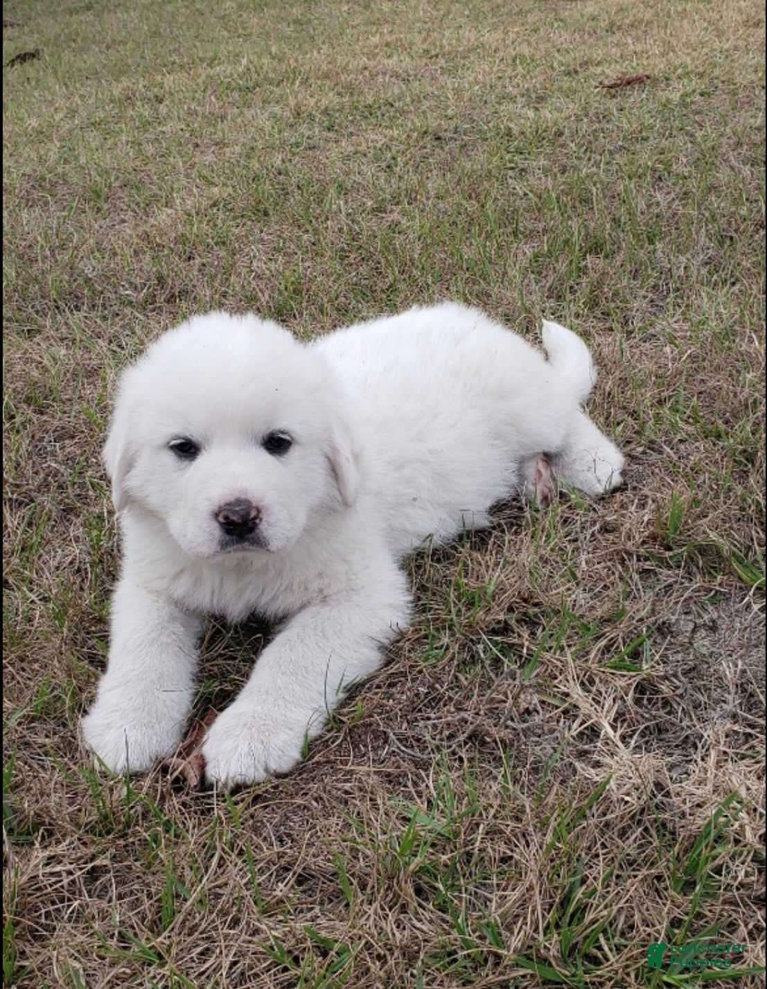 Great Pyrenees dogs Great Pyrenees Puppy 1 - Ad 3