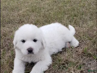 Great Pyrenees dogs Great Pyrenees Puppy 1 - Ad 3
